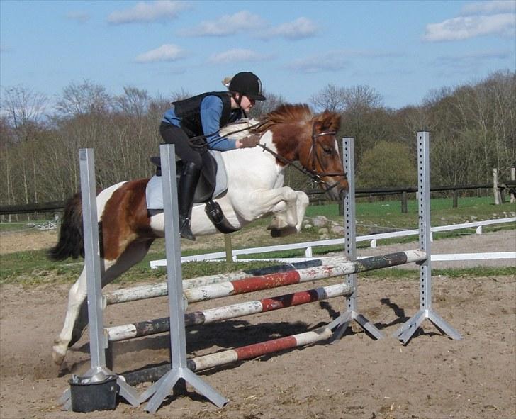 Anden særlig race Zindy - Spring time billede 12