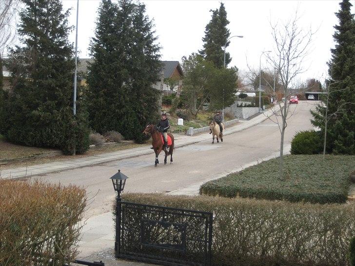 DSP Tavannah billede 7