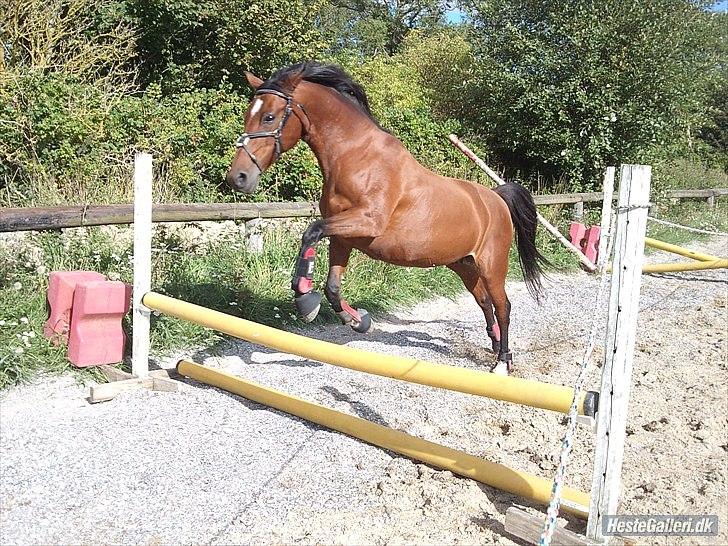 DSP Tavannah billede 8