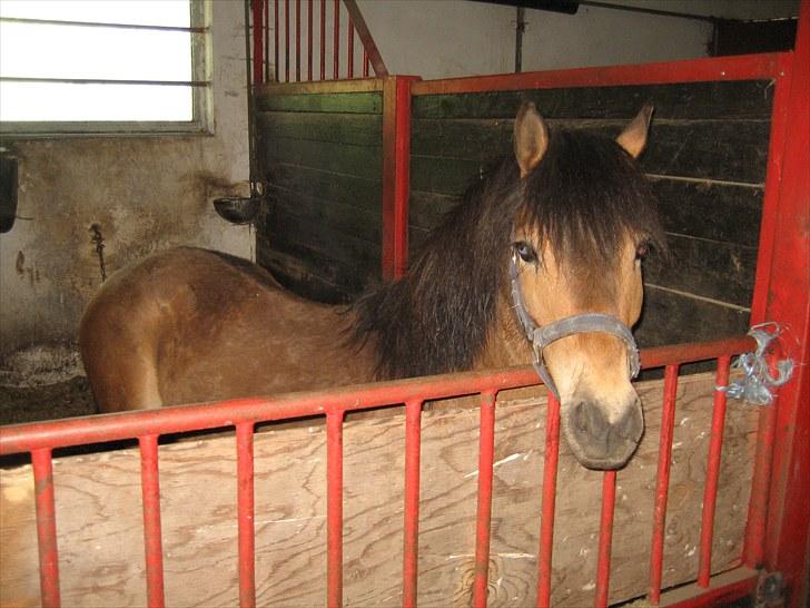 Knabstrupper Søholmsgaards Joker billede 8