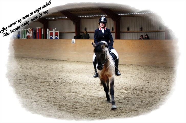 Konik Polski Herkules billede 12