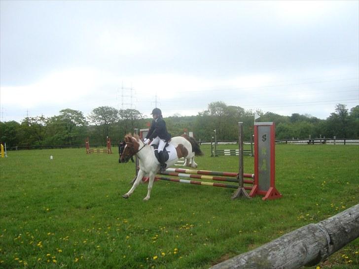 Anden særlig race Zindy - Klubmesterskab 2010 billede 13