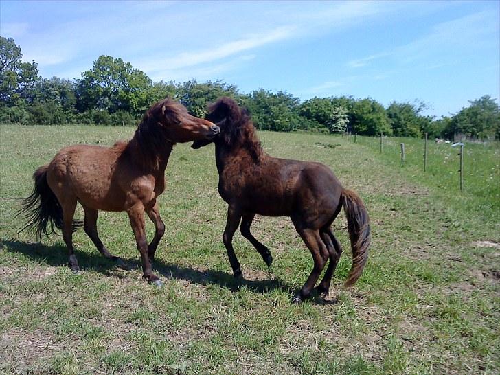 Islænder Bláus fra Belkanto *Solgt* billede 7