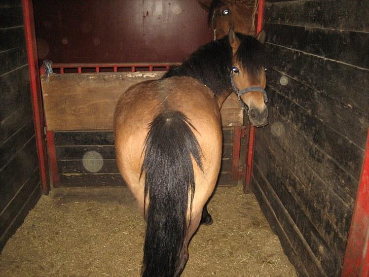 Knabstrupper Søholmsgaards Joker billede 9