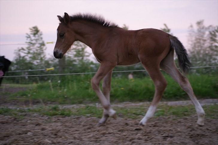 Welsh Pony af Cob-type (sec C) Ågård's Mokaï *SOLGT* billede 3