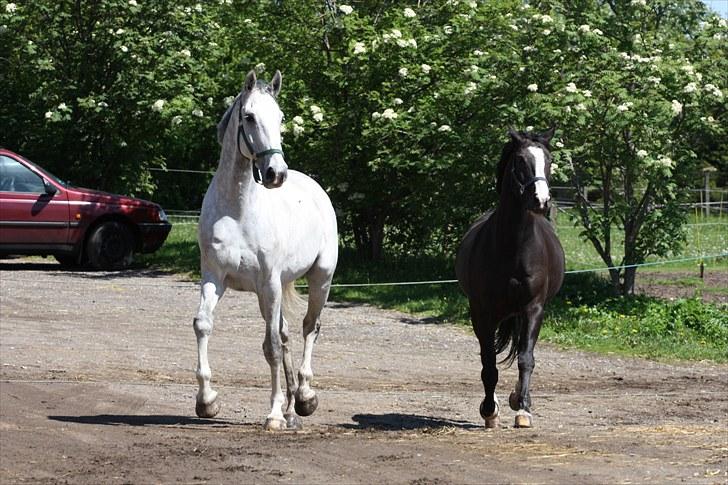 Holstener Chuck billede 7