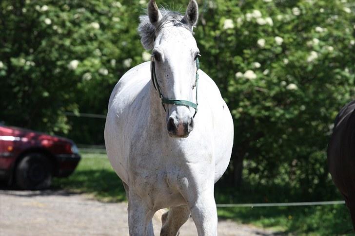 Holstener Chuck billede 8