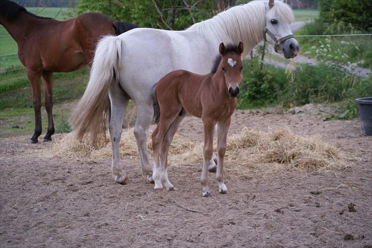 Welsh Pony af Cob-type (sec C) Ågård's Mokaï *SOLGT* billede 4