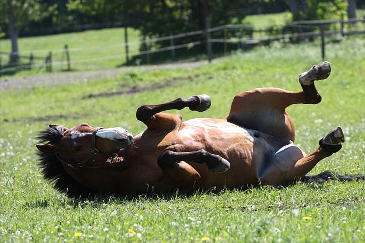Dansk Varmblod Søndervangs Armstrong - På fold :D billede 16