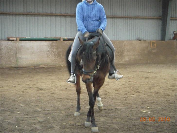 Arabisk fuldblod (OX) Heavens Athene  - ride billeder fra februar billede 18