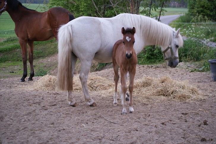 Welsh Pony af Cob-type (sec C) Ågård's Mokaï *SOLGT* billede 5