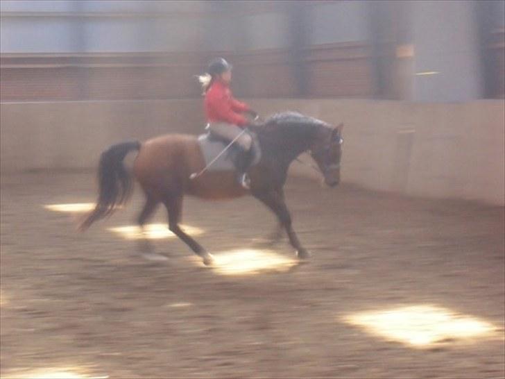 Anden særlig race Albanine †R.I.P† - vi ka godt komme lidt ned men så ogs langt frem<3 billede 4