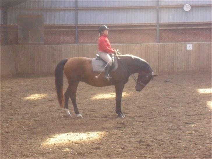 Anden særlig race Albanine †R.I.P† - rimelig dårlig hovede placering<3 billede 5