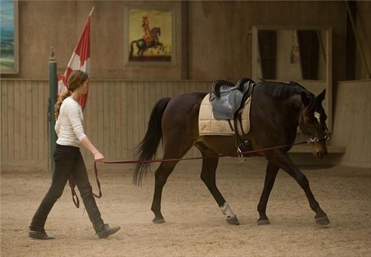Dansk Varmblod Le-Meilleur [Lør] - Lør nede hos Bent Branderup, det var hans kone Bianca der red ham :) billede 3