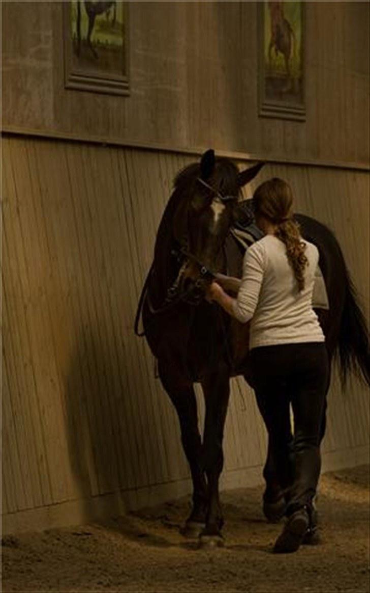 Dansk Varmblod Le-Meilleur [Lør] - Lør nede hos Bent Branderup, det var hans kone Bianca der red ham :) billede 4
