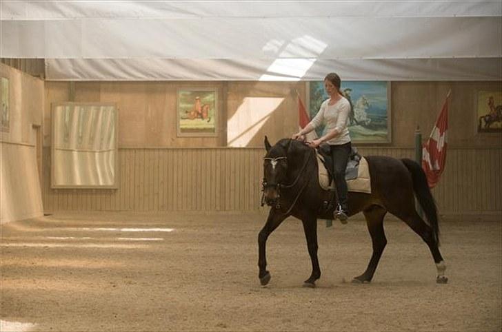 Dansk Varmblod Le-Meilleur [Lør] - Lør nede hos Bent Branderup, det var hans kone Bianca der red ham :) billede 5