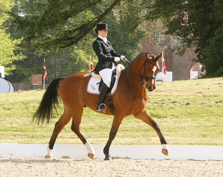 Dansk Varmblod Ravelli - Ravelli og jeg til vores første stævne sammen. Broholm 2010 :o) foto: cathrine dufour billede 15