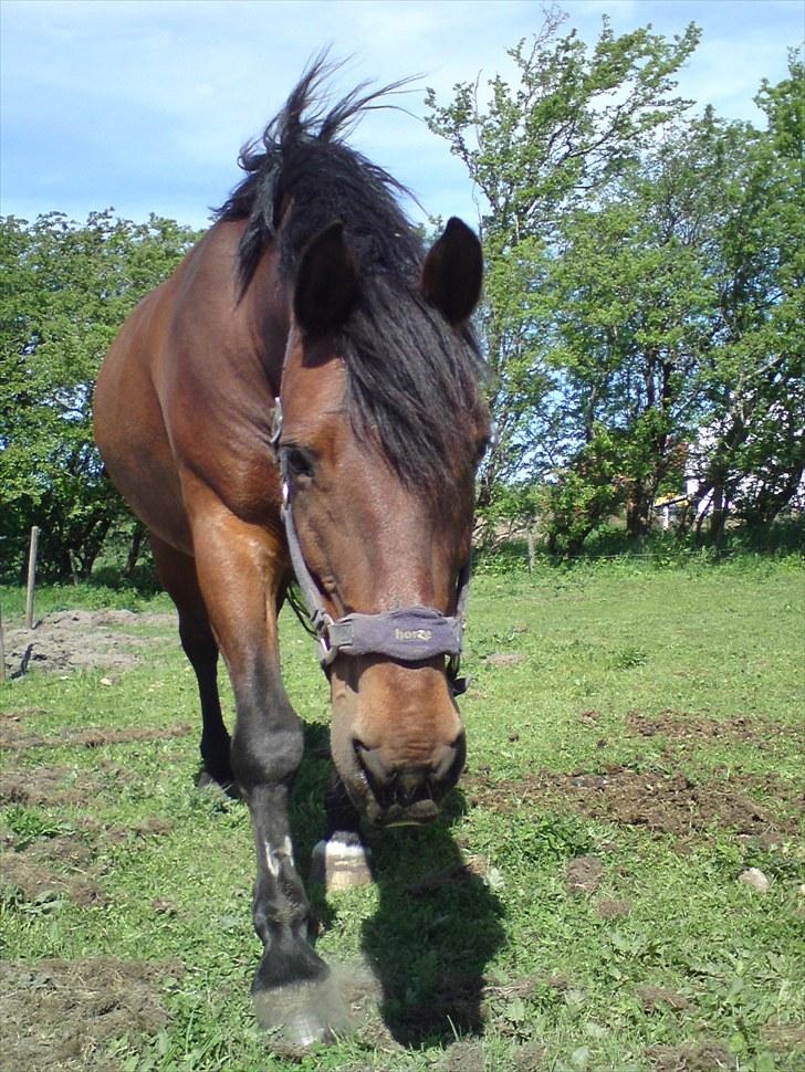 Anden særlig race Sonny - Sonny på sommergræs 2010 :)<3. billede 12