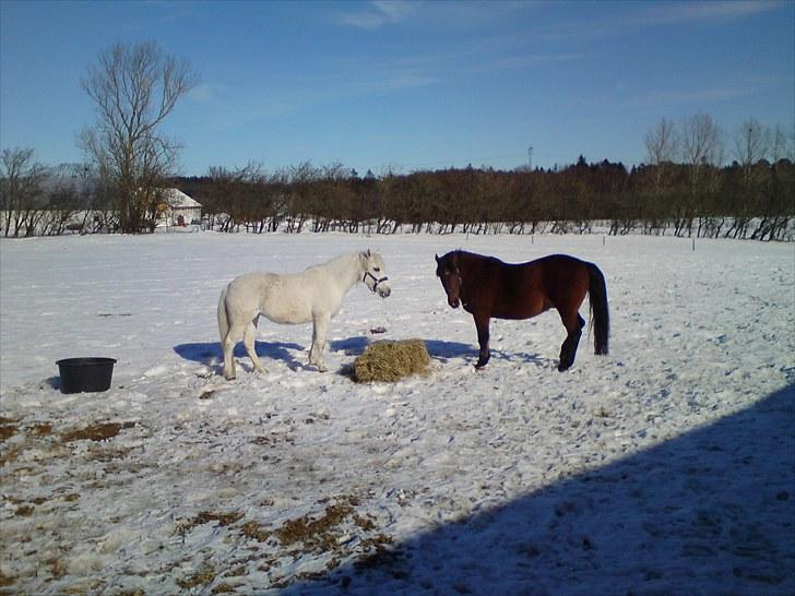 Anden særlig race Sonny - Sonny ønsker absolut ikke at dele hø med Dusty (: . vinteren 2010 billede 13