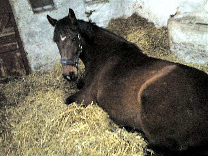 Anden særlig race Sonny - Sonny ligger ned i sin store boks (6 x 3,5 m) 24. februar 2010 :) billede 14