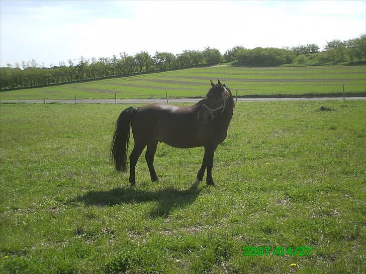 Anden særlig race Sonny - Sonny på fold foråret 2007 :) billede 15