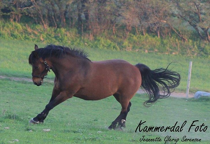 Anden særlig race Sonny - Sonny drengen hopper rundt på Sommerfold 25. april 2011 :D "Jaa MAD!" billede 16