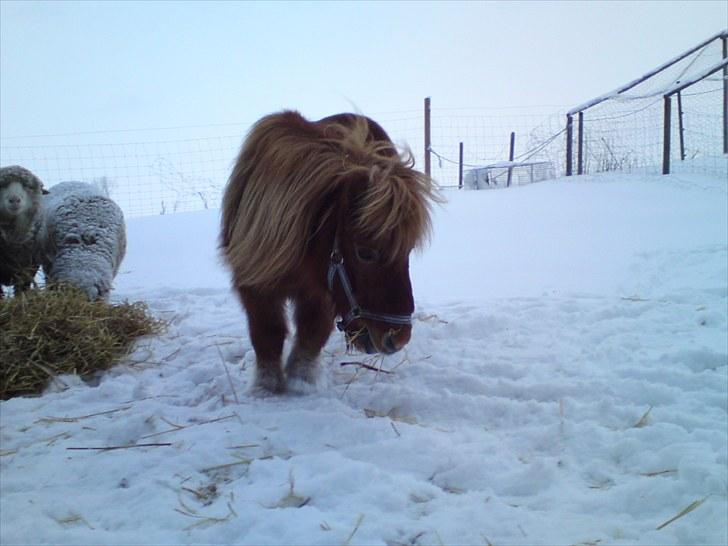 Shetlænder Thor Clausen - Thor på vinterfold 2010 billede 10