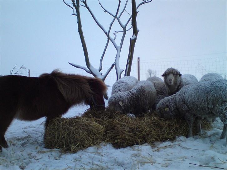 Shetlænder Thor Clausen - Thor på vinterfold, med sine foldkammerater, fårene :-)! 2010 billede 11