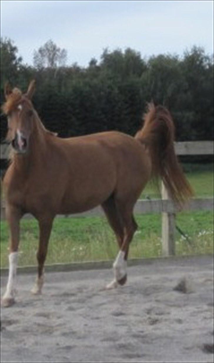 Arabisk fuldblod (OX) Cado`s Miss Sidonia ox billede 6
