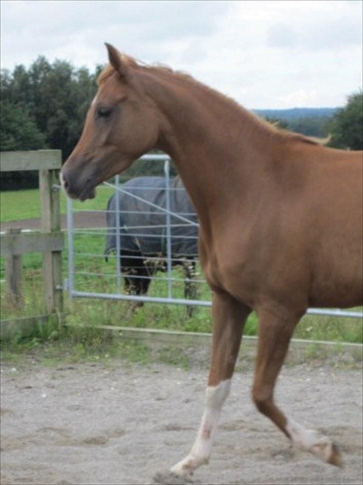 Arabisk fuldblod (OX) Cado`s Miss Sidonia ox billede 8