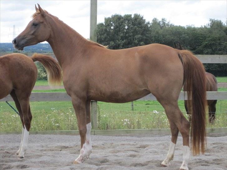 Arabisk fuldblod (OX) Cado`s Miss Sidonia ox billede 9
