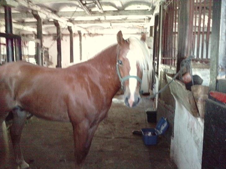 Haflinger Albert Skovager (nu på pension...) billede 1