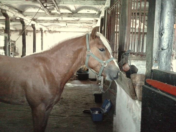 Haflinger Albert Skovager (nu på pension...) billede 2