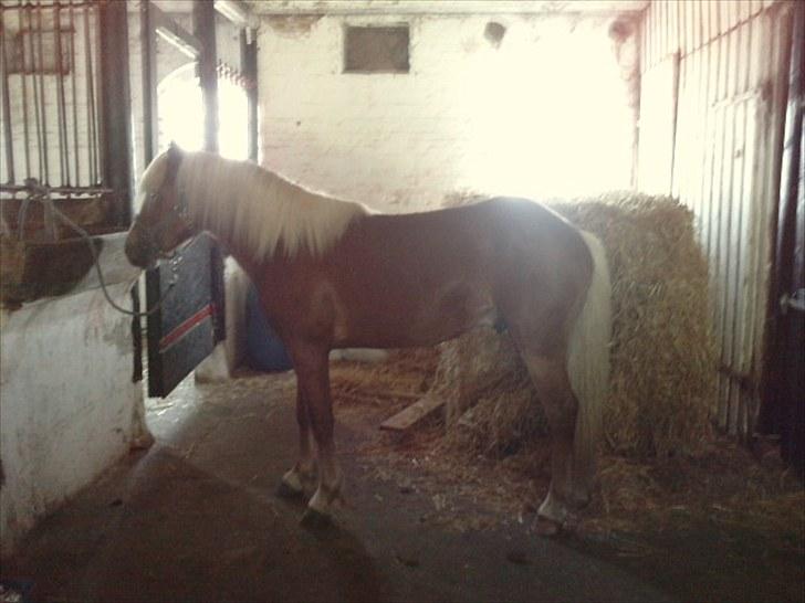 Haflinger Albert Skovager (nu på pension...) billede 3