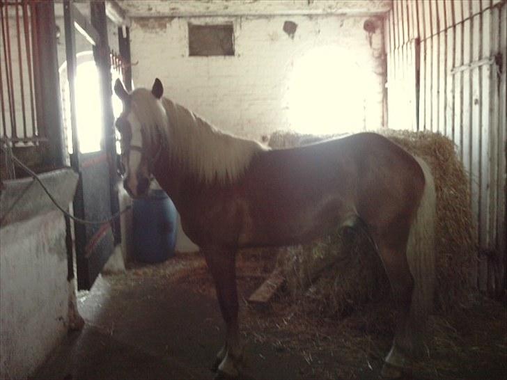 Haflinger Albert Skovager (nu på pension...) billede 4