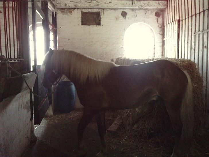 Haflinger Albert Skovager (nu på pension...) billede 5