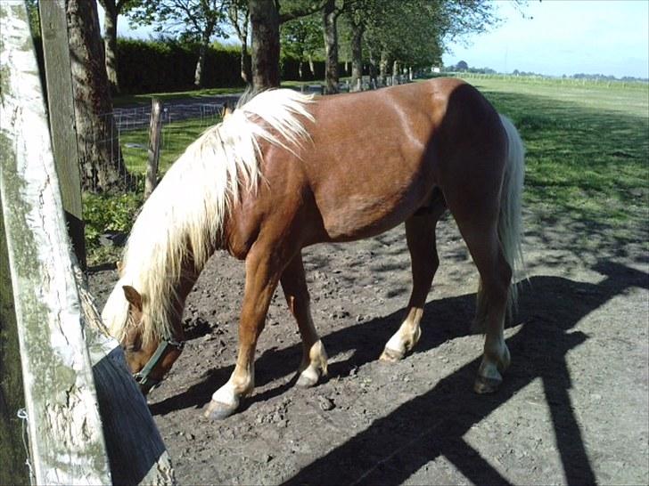 Haflinger Albert Skovager (nu på pension...) billede 6