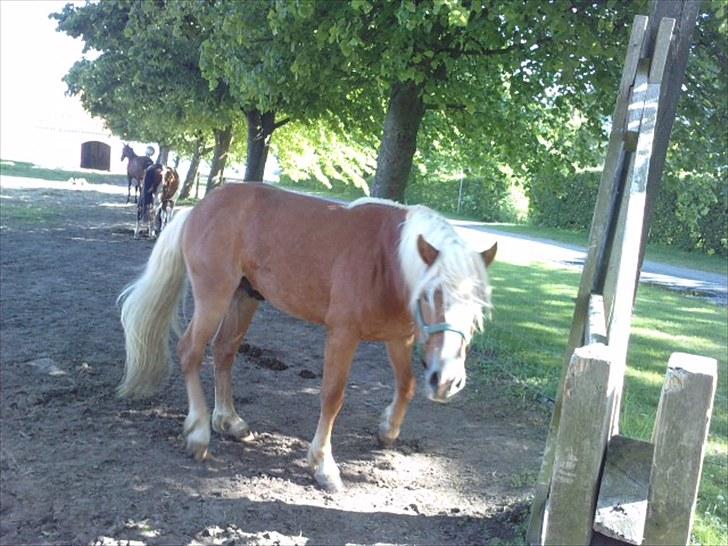 Haflinger Albert Skovager (nu på pension...) billede 7