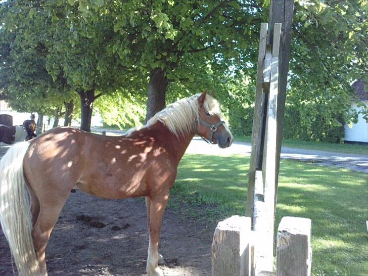Haflinger Albert Skovager (nu på pension...) billede 8