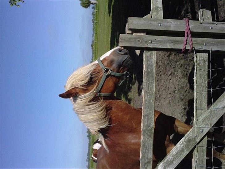 Haflinger Albert Skovager (nu på pension...) billede 9