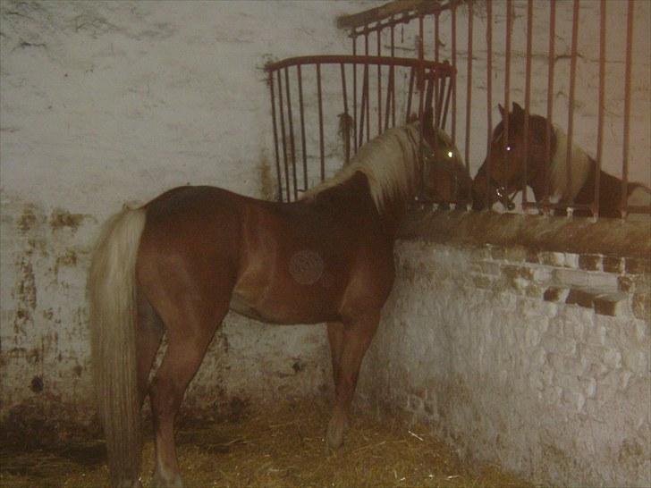 Haflinger Albert Skovager (nu på pension...) billede 11