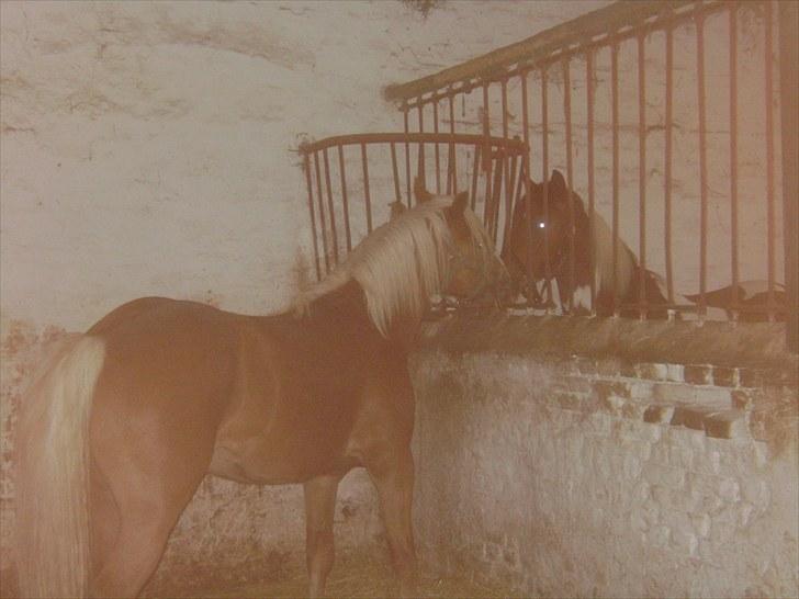 Haflinger Albert Skovager (nu på pension...) billede 12