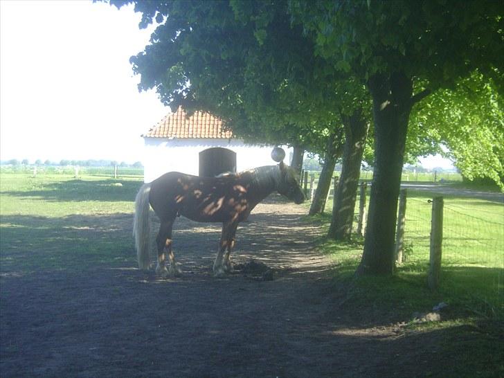 Haflinger Albert Skovager (nu på pension...) billede 13