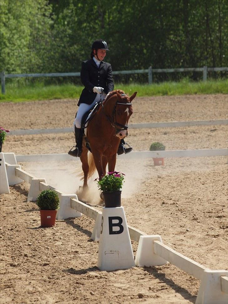 Anden særlig race Firebird  billede 16