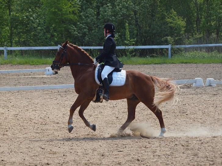 Anden særlig race Firebird  billede 18