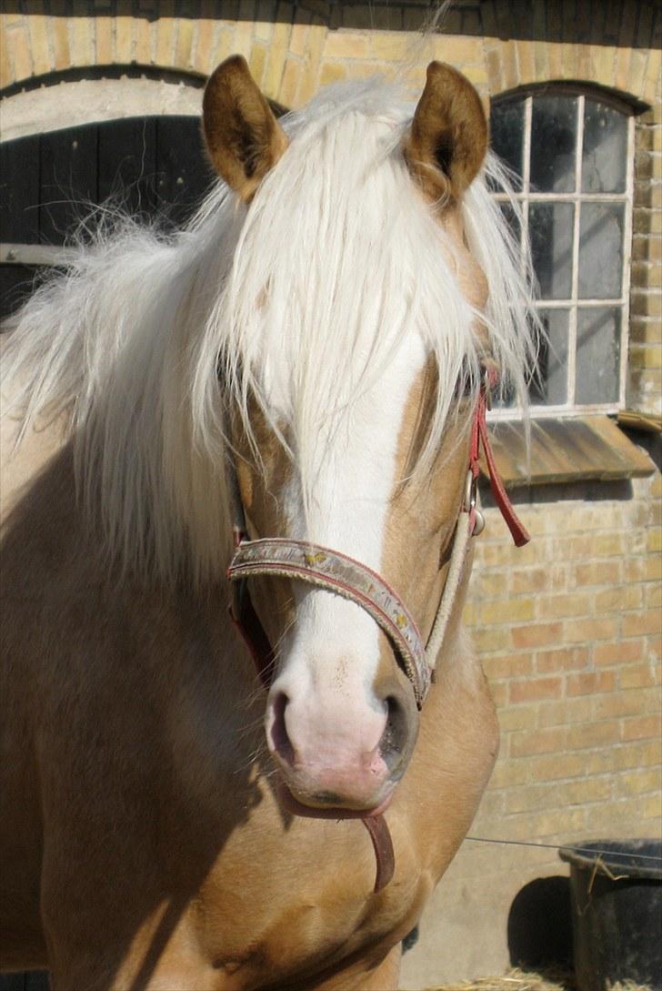 DSP Goldfever Hella Bella billede 7