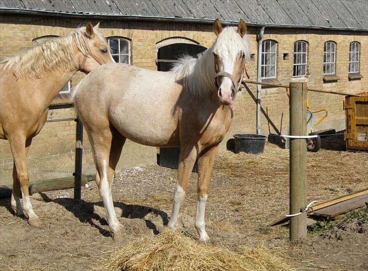 DSP Goldfever Hella Bella billede 8