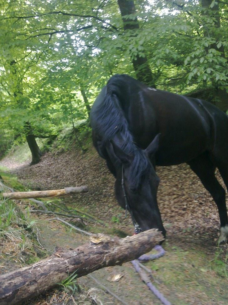 Polsk Ædelt Halvblod Kalisia - Hjælper "mor" med at rydde en sti i skoven. Juni 2010 billede 10