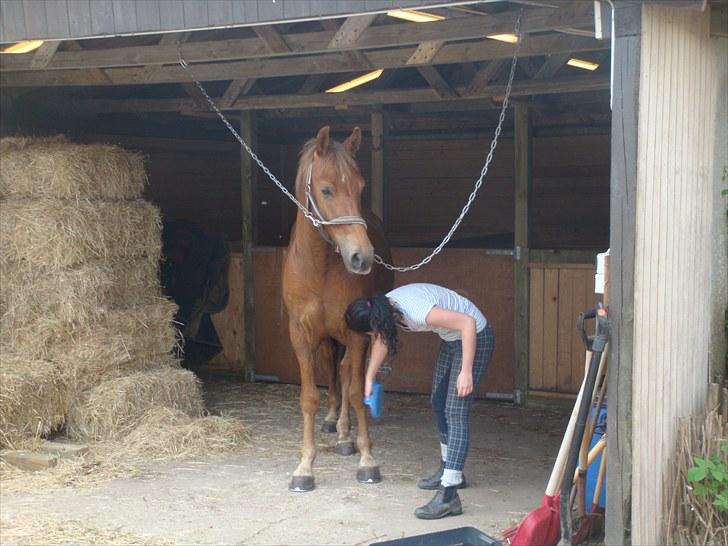 Knabstrupper Robino Heden *solgt* billede 7