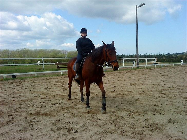 Traver c skovhytten (himmelhest) - jeg skulle lige prøve ham og se hvordan han er at ride på og han er fantastisk billede 7